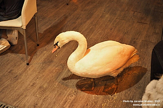 Desenzano del Garda (Itálie)