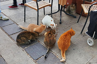 Upper Barrakka Gardens ve Vallettě (Malta)