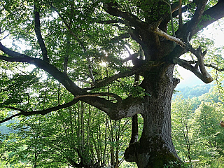 Stoleté stromy (Gruzie)