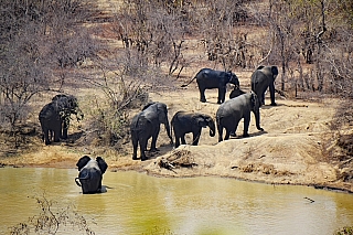 Sloni v národním parku (Ghana)