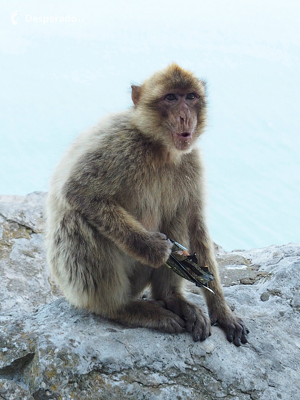 Makakové na Gibraltaru (Velká Británie)