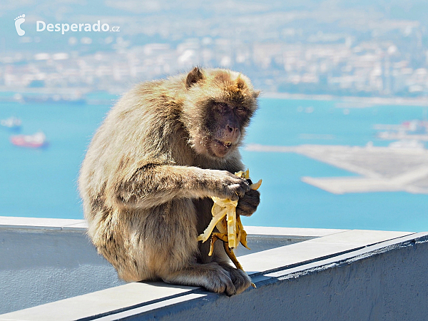 Makakové na Gibraltaru (Velká Británie)