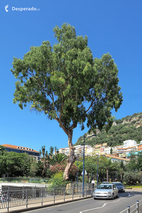 Gibraltar (Velká Británie)