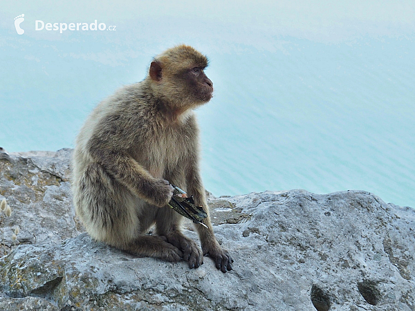 Makakové na Gibraltaru (Velká Británie)