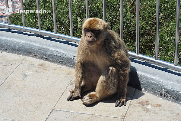 Makakové na Gibraltaru (Velká Británie)