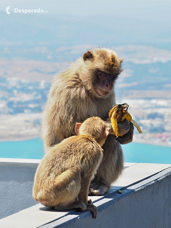 Makakové na Gibraltaru (Velká Británie)