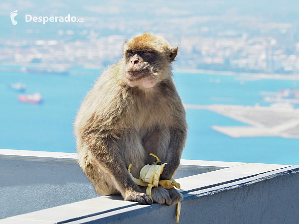 Makakové na Gibraltaru (Velká Británie)