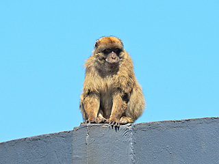 Makakové na Gibraltaru (Velká Británie)