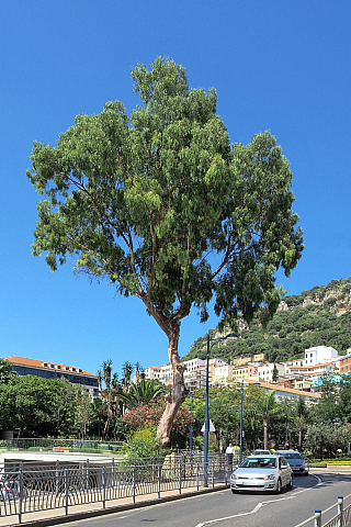 Gibraltar (Velká Británie)