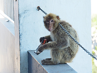 Makakové na Gibraltaru (Velká Británie)