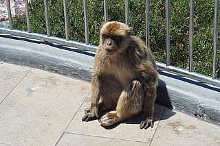 Makakové na Gibraltaru (Velká Británie)