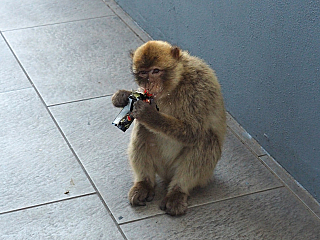 Makakové na Gibraltaru (Velká Británie)