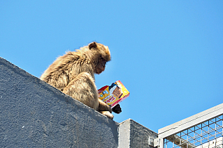 Makakové na Gibraltaru (Velká Británie)