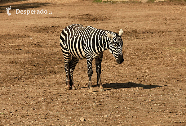 Zebra v ZOO Zlín (Česká republika)