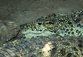 Krokodýl v ZOO Zlín (Česká republika)