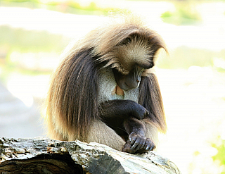 Opice v ZOO Zlín (Česká republika)