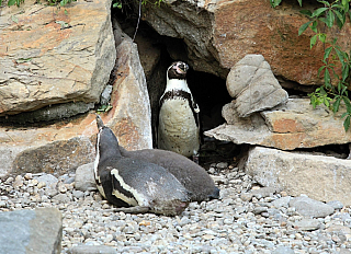 Tučňáci v ZOO Zlín (Česká republika)