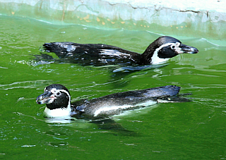 Tučňáci v ZOO Zlín (Česká republika)