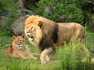 ZOO Zlín - zoologická zahrada Lešná u Zlína