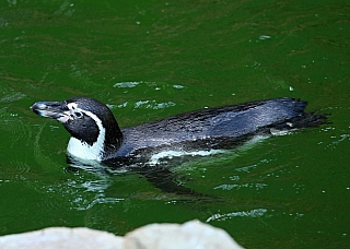 Tučňák v ZOO Zlín (Česká republika)
