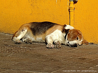 Odpočívající pes v Caorle (Itálie)