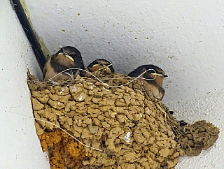 Albufeira (Portugalsko)