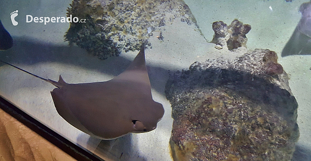 Rejnok v akváriu Sea Life v Lido di Jesolo (Itálie)