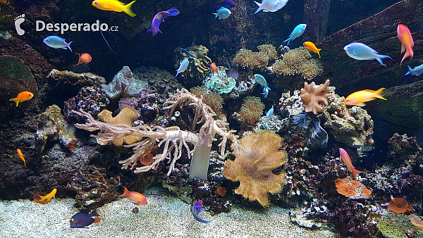 Korálový útes v akváriu Sea Life v Lido di Jesolo (Itálie)