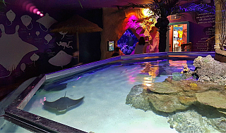 Rejnok v akváriu Sea Life v Lido di Jesolo (Itálie)