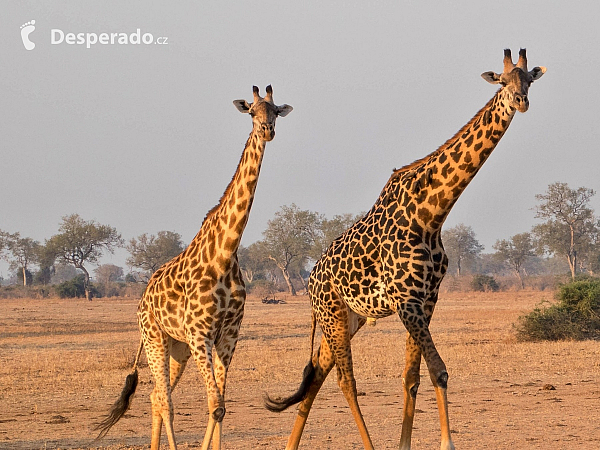 Žirafy v národním parku (Zambie)