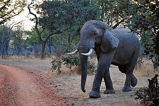 Slon v národním parku (Zambie)