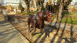 Býk v KovoZOO ve Starém Městě (Česká republika)