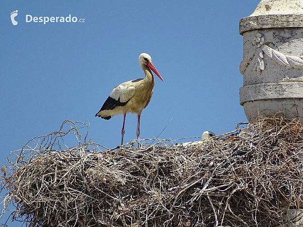 Čápi ve Faro (Portugalsko)