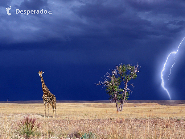 Žirafa v bouřce (Jihoafrická republika)