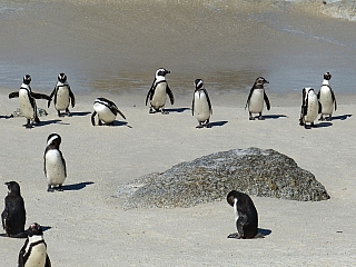 Tučňáci u Kapského Města (Jihoafrická republika)