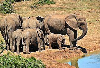 Sloni (Jihoafrická republika)
