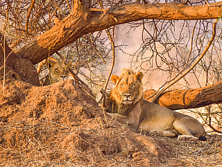 Lev (Jihoafrická republika)