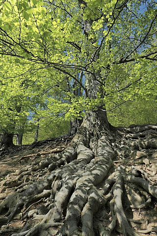 Hrad Hukvaldy (Česká republika)