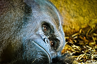 Gorila v ZOO ve Frankfurtu nad Mohanem (Německo)