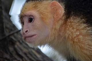 Opice (Honduras)