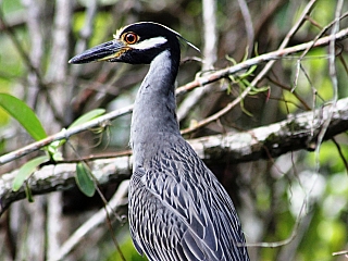 Pták (Honduras)