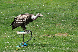 Letové ukázky dravců na zámku Lednice (Česká republika)