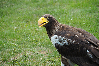 Letové ukázky dravců na zámku Lednice (Česká republika)