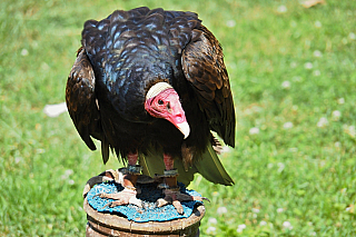Letové ukázky dravců na zámku Lednice (Česká republika)