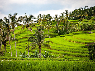 Rýžová pole na Bali (Indonésie)