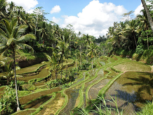 Rýžové pole na ostrově Bali (Indonésie)