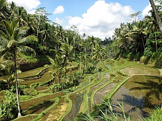 Rýžové pole na ostrově Bali (Indonésie)