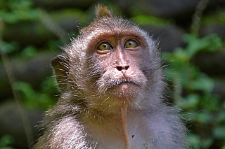 Opice na ostrově Bali (Indonésie)