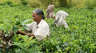 Čajová plantáž (Srí Lanka)