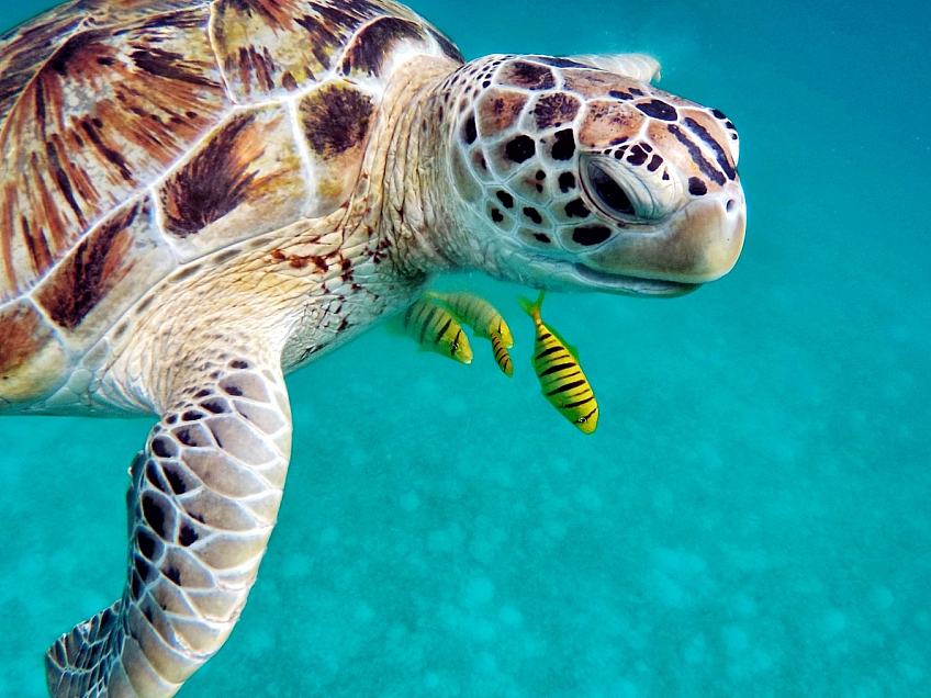 Mořská želva (Maledivy)